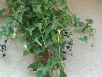 14_0921_ao_tudura_f2.jpg