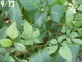 14_0921_yabugarasi1.jpg