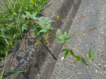14_0922_a_nusubito_h1.jpg