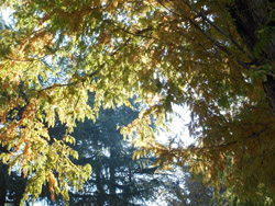 14_1129_metasequoia1.jpg