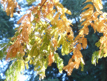 14_1129_metasequoia2.jpg