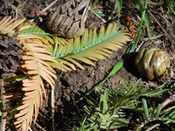 14_1129_metasequoia3.jpg