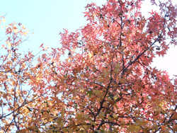 14_1129_momijiba_f1.jpg