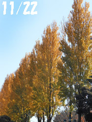 14_1129_poplar.jpg