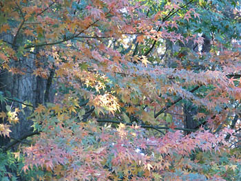 14_1219_iroha_k3.jpg