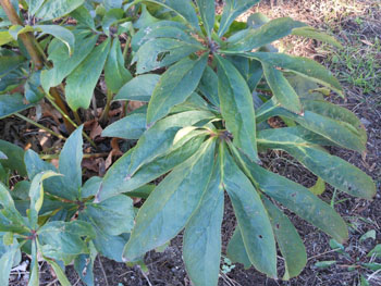 14_1231_helleborus.jpg