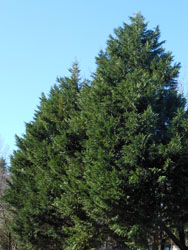 14_1231_leyland_cypress1.jpg
