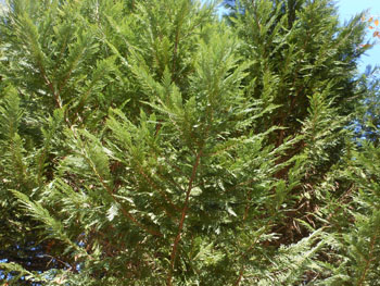 14_1231_leyland_cypress2.jpg