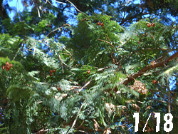 150202_hinoki.jpg