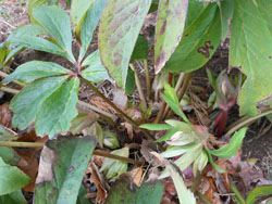 150226_helleborus6.jpg