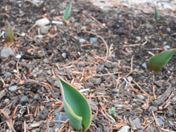150226_tulip2.jpg