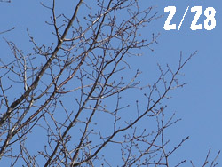 150304_sakura1.jpg