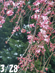 150405_s_sakura1.jpg