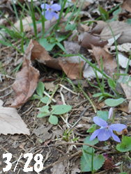 150407_tatitubo_s1.jpg