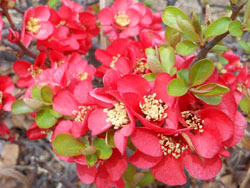 木に咲く赤い花 公園おさんぽ日記２