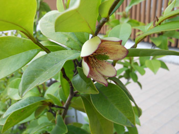 150526_karatane_o2.jpg