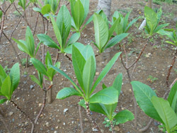 150526_mitumata.jpg