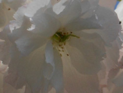 150530_yaezakura05.jpg