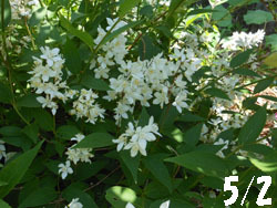 150612_himeutugi1.jpg