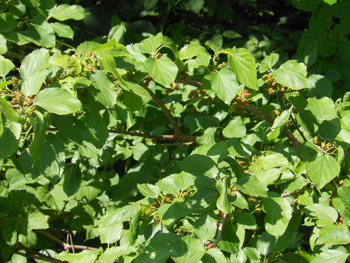 150629_kuwa1.jpg