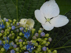 150721_ajisai05.jpg