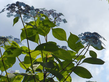 150721_ajisai12.jpg