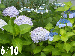 150721_ajisai13.jpg