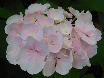 150721_ajisai21.jpg