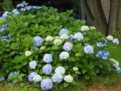 150721_ajisai22.jpg