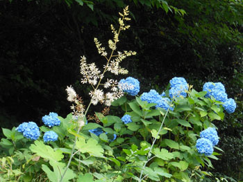 150721_ajisai23.jpg