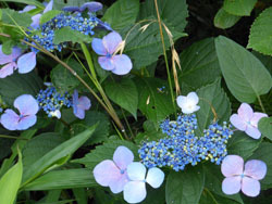 150721_ajisai24.jpg