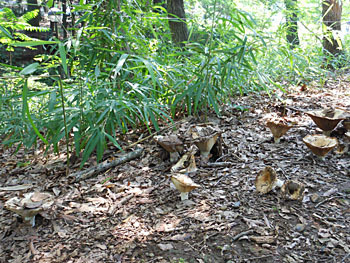 150820_kinoko13.jpg