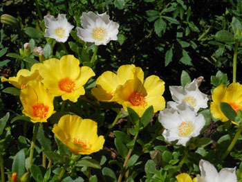 150826_portulaca2.jpg