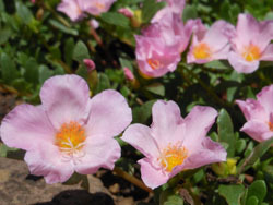 150826_portulaca3.jpg