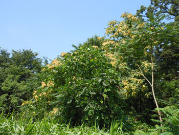 150831_niwaurusi.jpg