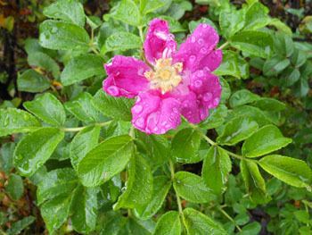 150924_hamanasu1.jpg