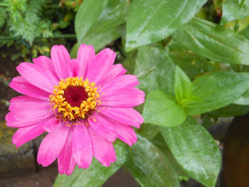 150924_zinnia1.jpg