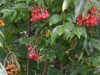 150926_gonzui.jpg