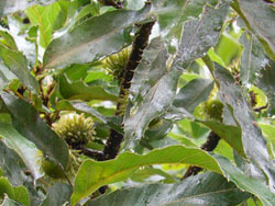 150926_kunugi.jpg