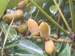 150926_mateba_s.jpg