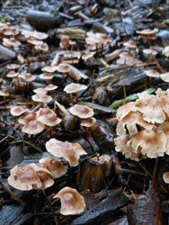 150927_kinoko1.jpg