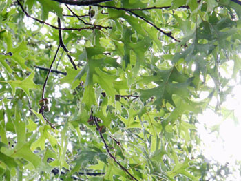 150927_pinoak1.jpg