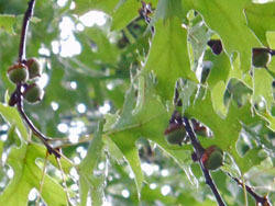 150927_pinoak2.jpg