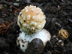 151004_kinoko08.jpg