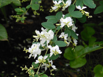 151120_sirobanahagi2.jpg