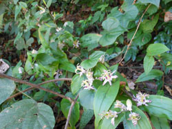 151127_yamajino_h10.jpg