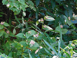 151127_yamajino_h14.jpg