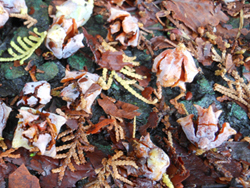 151130_konote_g2.jpg