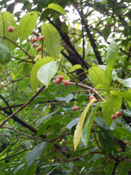 151130_mayumi1.jpg