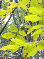 151130_teuti_g.jpg